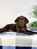 AKC Lainey, a female Labrador Retriever for sale in Indianapolis, IN – Photo 1 of 5