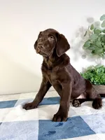 AKC Lainey, a female Labrador Retriever for sale in Indianapolis, IN – Photo 4 of 5