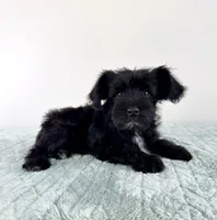 AKC Sammy, a male Miniature Schnauzer for sale in Indianapolis, IN – 2 of 5