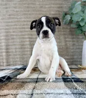Leonardo, a male Boston Terrier and Rat Terrier for sale in Indianapolis, IN – 5 of 5
