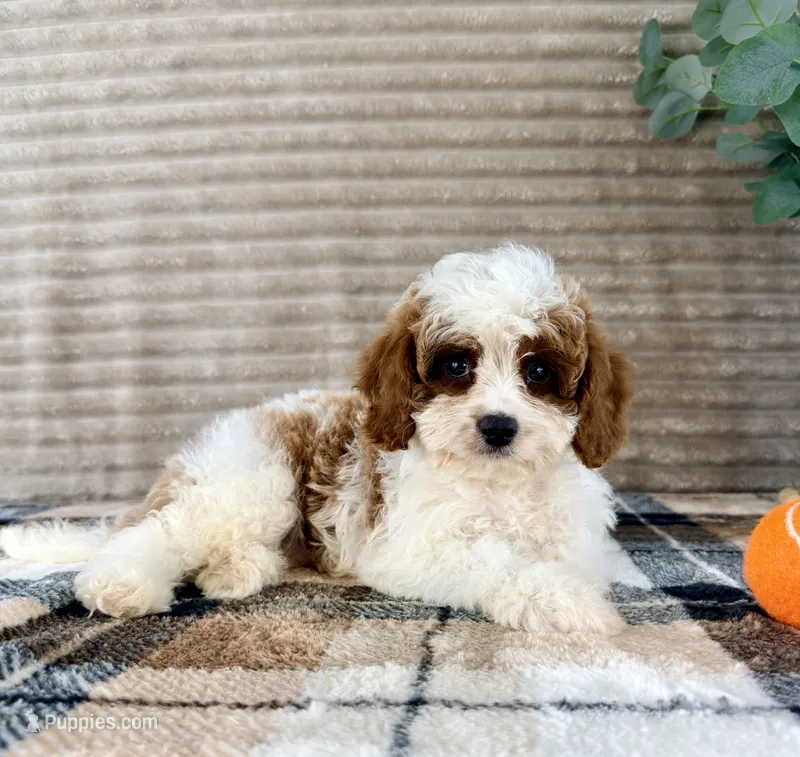 Marlin – Cavapoo puppy for sale in Indianapolis, IN