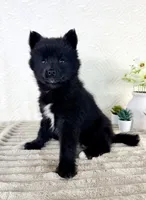 Jewels, a female Pomsky for sale in Indianapolis, IN – 4 of 5