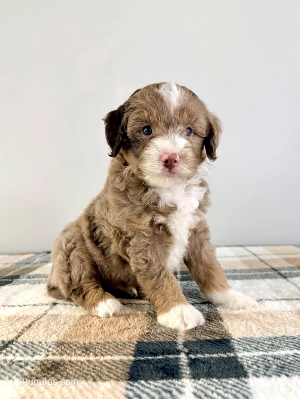 Bob – Miniature Bernedoodle puppy for sale in Indianapolis, IN