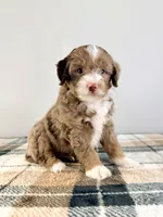 Bob, a male Miniature Bernedoodle for sale in Indianapolis, IN – 1 of 5