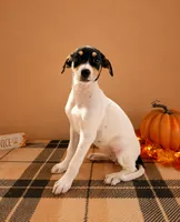 Dixie, a female Rat Terrier and Doberman Pinscher for sale in Indianapolis, IN – 3 of 4