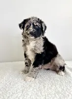 Snickers, a female Aussiedoodle for sale in Indianapolis, IN – 3 of 5