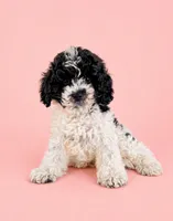 Cookie, a female Cavapoo for sale in Indianapolis, IN – 1 of 5