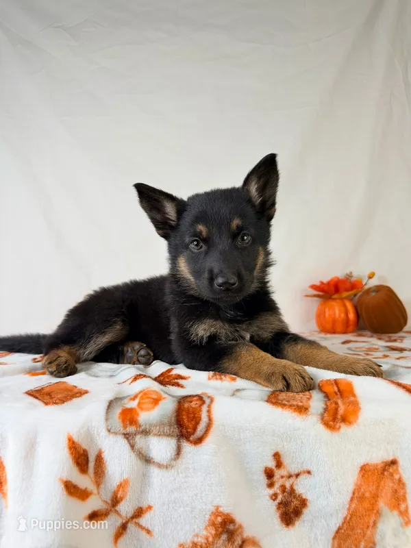 Skye – German Shepherd Dog puppy for sale in Indianapolis, IN