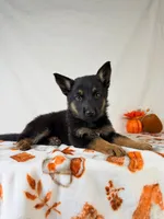 Skye, a female German Shepherd Dog for sale in Indianapolis, IN – 1 of 5