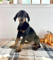 Reign, a male Doberman Pinscher for sale in Indianapolis, IN – 3 of 5