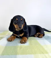 Otis, a male Pembroke Welsh Corgi and Miniature Dachshund for sale in Indianapolis, IN – 5 of 5