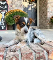Waylon, a male Australian Cattle Dog for sale in Indianapolis, IN – 5 of 5
