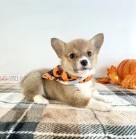 CKC Peni, a female Pembroke Welsh Corgi for sale in Indianapolis, IN – 2 of 5