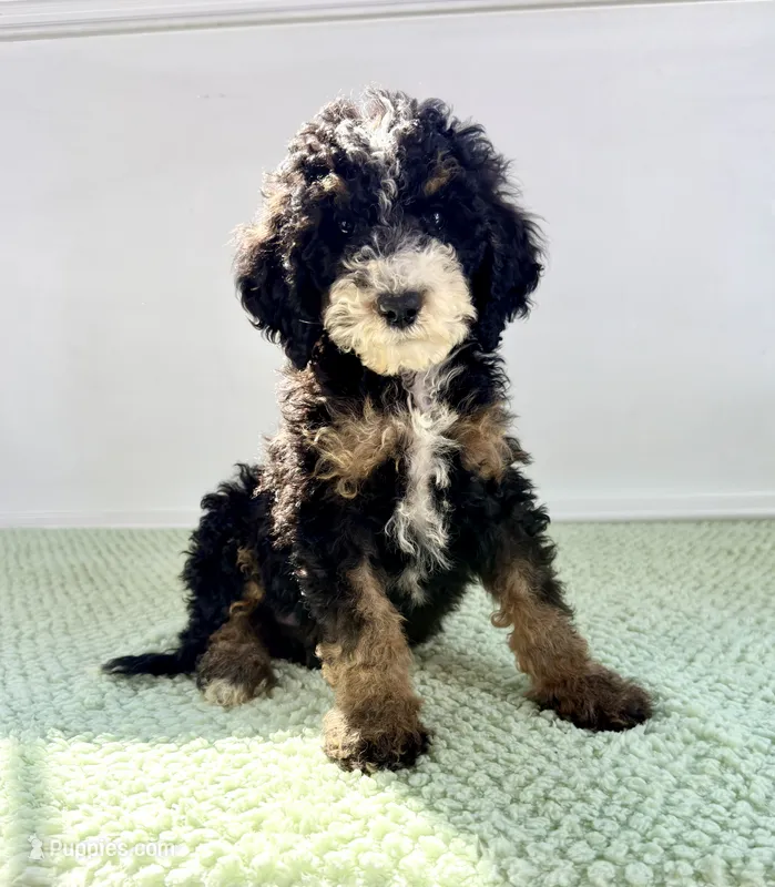 Winnie – Miniature Bernedoodle puppy for sale in Indianapolis, IN