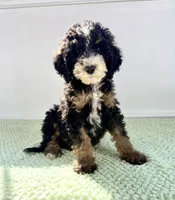 Winnie, a female Miniature Bernedoodle for sale in Indianapolis, IN – 1 of 6