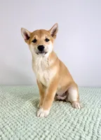 AKC Maya, a female Shiba Inu for sale in Indianapolis, IN – 2 of 5