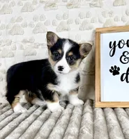 Angel, a female Pembroke Welsh Corgi for sale in Indianapolis, IN – Photo 1 of 5
