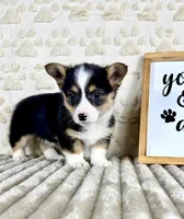 Angel, a female Pembroke Welsh Corgi for sale in Indianapolis, IN – Photo 4 of 5