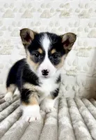 Angel, a female Pembroke Welsh Corgi for sale in Indianapolis, IN – Photo 2 of 5