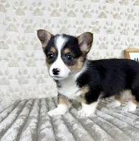 Angel, a female Pembroke Welsh Corgi for sale in Indianapolis, IN – Photo 5 of 5