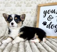 Angel, a female Pembroke Welsh Corgi for sale in Indianapolis, IN – Photo 3 of 5