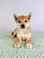 Mazie, a female Shiba Inu for sale in Indianapolis, IN – 6 of 6