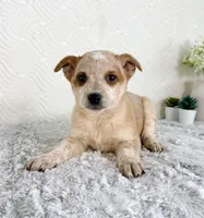 August, a female Australian Cattle Dog for sale in Indianapolis, IN – Photo 4 of 5