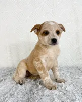 August, a female Australian Cattle Dog for sale in Indianapolis, IN – Photo 2 of 5