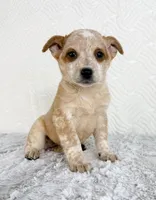 August, a female Australian Cattle Dog for sale in Indianapolis, IN – Photo 3 of 5