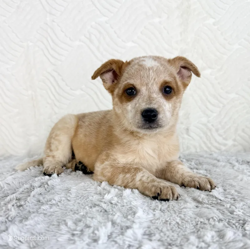 August – Australian Cattle Dog puppy for sale in Indianapolis, IN