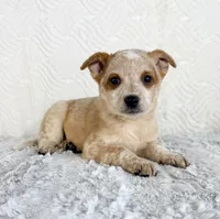 August, a female Australian Cattle Dog for sale in Indianapolis, IN – Photo 1 of 5