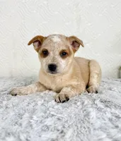August, a female Australian Cattle Dog for sale in Indianapolis, IN – Photo 5 of 5