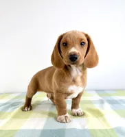 Ollie, a male Pembroke Welsh Corgi and Miniature Dachshund for sale in Indianapolis, IN – 2 of 5