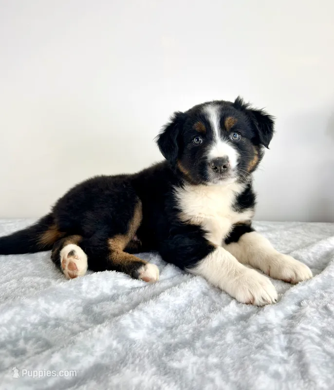 Lassie – Australian Shepherd puppy for sale in Indianapolis, IN