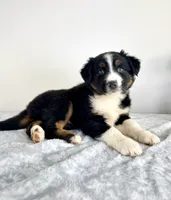 Lassie, a female Australian Shepherd for sale in Indianapolis, IN – 1 of 5