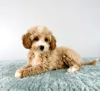 Coconut, a female Cavapoo for sale in Indianapolis, IN – 3 of 5