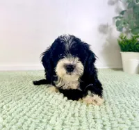 Freddy, a male Miniature Bernedoodle for sale in Indianapolis, IN – 2 of 7