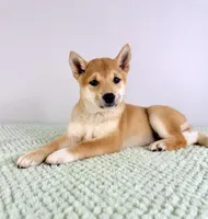 AKC Maya, a female Shiba Inu for sale in Indianapolis, IN – 1 of 5