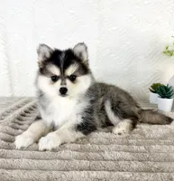Aurora, a female Pomsky for sale in Indianapolis, IN – 5 of 5