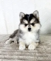 Aurora, a female Pomsky for sale in Indianapolis, IN – 2 of 5