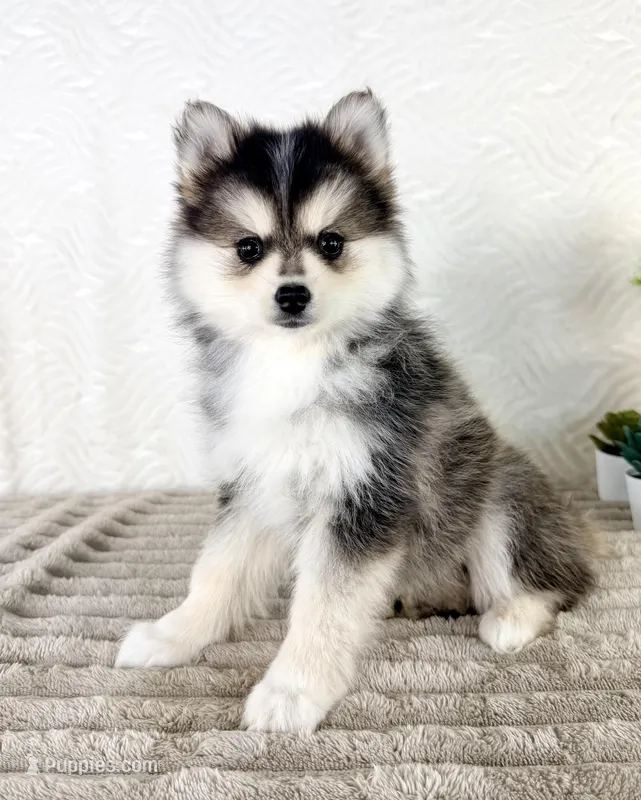 Aurora – Pomsky puppy for sale in Indianapolis, IN