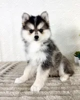 Aurora, a female Pomsky for sale in Indianapolis, IN – 1 of 5