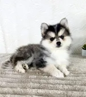 Aurora, a female Pomsky for sale in Indianapolis, IN – 3 of 5