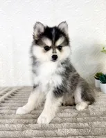 Aurora, a female Pomsky for sale in Indianapolis, IN – 4 of 5