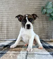 Michelangelo, a male Boston Terrier and Rat Terrier for sale in Indianapolis, IN – 5 of 5