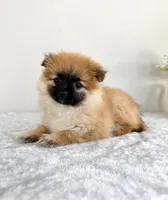 London, a female Pomeranian for sale in Indianapolis, IN – 4 of 5
