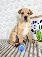 Hudson, a male Chinese Shar-Pei for sale in Indianapolis, IN – Photo 5 of 5