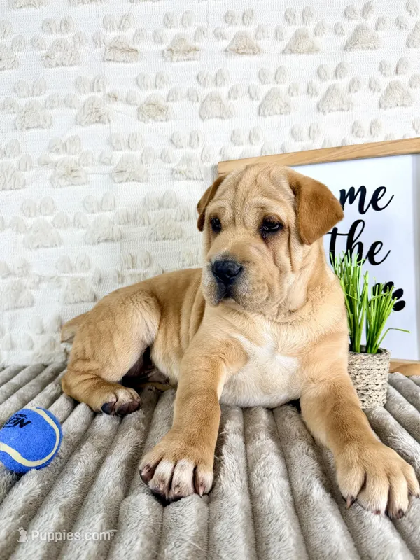Hudson – Chinese Shar-Pei puppy for sale in Indianapolis, IN