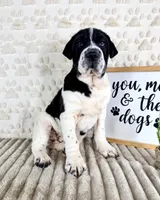 Eeyore, a male Chinese Shar-Pei for sale in Indianapolis, IN – Photo 2 of 6