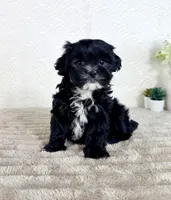 Susie, a female Shihpoo for sale in Indianapolis, IN – Photo 5 of 6